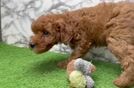 Best Mini Goldendoodle Baby