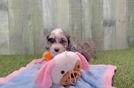 Little Aussiepoo Poodle Mix Puppy
