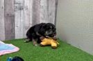 Meet Aladdin - our Mini Aussiedoodle Puppy Video