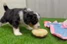 Hypoallergenic Mini Bernese Poodle Poodle Mix Puppy