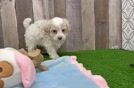 Little Maltepoo Poodle Mix Puppy