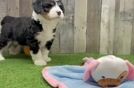 Cute Mini Bernedoodle Baby