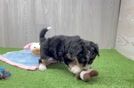 Mini Aussiedoodle Pup Being Cute