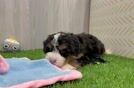 Playful Bernese Doodle Poodle Mix Puppy