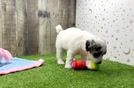 Funny Poodle Purebred Pup