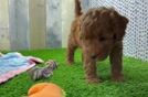Best Mini Goldendoodle Baby