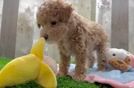 Poodle Pup Being Cute