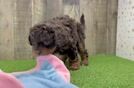 Playful Cavapoodle Poodle Mix Puppy