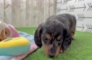 Dachshund Puppy for Adoption