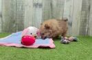 Meet Ian - our Pomeranian Puppy Video