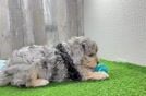 Funny Mini Aussiedoodle Poodle Mix Pup