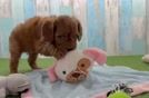 Playful Cavapoodle Poodle Mix Puppy