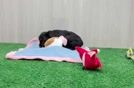 Meet Capone - our Yorkie Poo Puppy Video