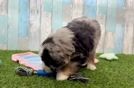 Mini Bernedoodle Puppy for Adoption