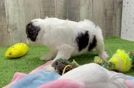 Playful Cavapoodle Poodle Mix Puppy