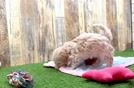 Maltipoo Pup Being Cute