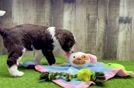 Mini Sheepadoodle Puppy for Adoption
