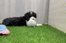 Best Mini Bernedoodle Baby
