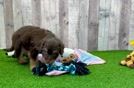Meet Avon - our Mini Aussiedoodle Puppy Video