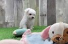 Maltese Puppy for Adoption