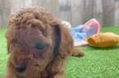 Best Cavapoo Baby