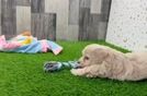Little Maltese Poodle Poodle Mix Puppy