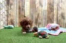 Meet Zali - our Cavapoo Puppy Video