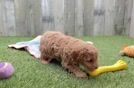 Playful Cavapoodle Poodle Mix Puppy