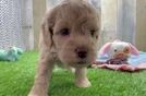Funny Cockapoo Poodle Mix Pup