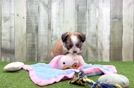 Aussiechon Puppy for Adoption
