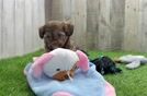 Fluffy Shih Poo Poodle Mix Pup