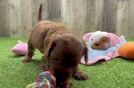 Energetic Cavoodle Poodle Mix Puppy
