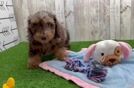 Cute Mini Doxiedoodle Poodle Mix Pup