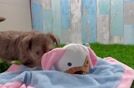 Adorable Yorkiedoodle Poodle Mix Puppy