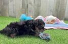 Meet Henley - our Yorkie Poo Puppy Video