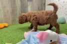 Mini Goldendoodle Pup Being Cute