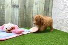 Meet Newt - our Poodle Puppy Video