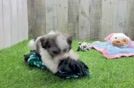 Meet Clara - our Teddy Bear Puppy Video