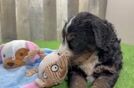 Cute Mini Bernedoodle Baby