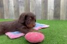 Meet Blake - our Cavapoo Puppy Video