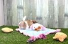 Playful Shit Designer Puppy