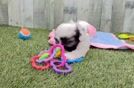 Meet Marty - our Shih Poo Puppy Video