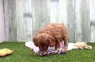 Adorable Cavalier King Charles Spaniel and Poodle Mix Poodle Mix Puppy