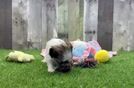 Adorable Shichon Designer Puppy