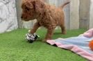 Hypoallergenic Mini Goldiepoo Poodle Mix Puppy
