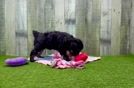 Adorable Aussiepoo Poodle Mix Puppy