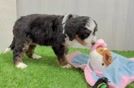 Meet Favor - our Mini Bernedoodle Puppy Video