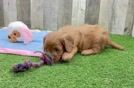 Cavapoo Pup Being Cute