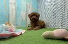 Friendly Cavapoo Baby