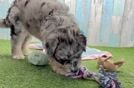 Cute Huskypoo Poodle Mix Puppy